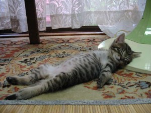 Работничик 